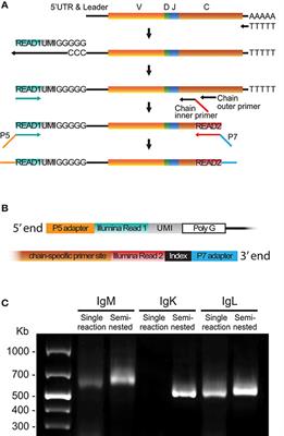 High-Quality Library Preparation for NGS-Based Immunoglobulin Germline Gene Inference and Repertoire Expression Analysis